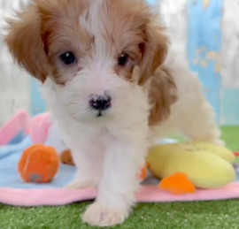 Yorkie Poo Puppies For Sale - Windy City Pups